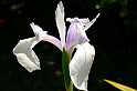 FH_VP_0041(Iris laevigata blue)